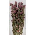 Dried Gomphrena Pink 4oz.